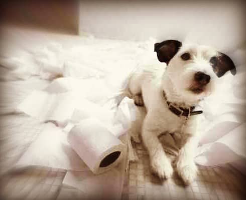 How To Potty Train Your Dog Effectively