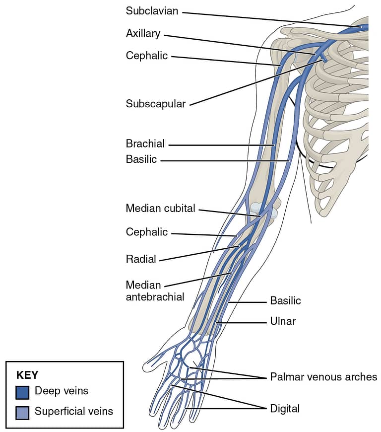 Must Know Topics in Anatomy- Part 1 (Upper Limb)